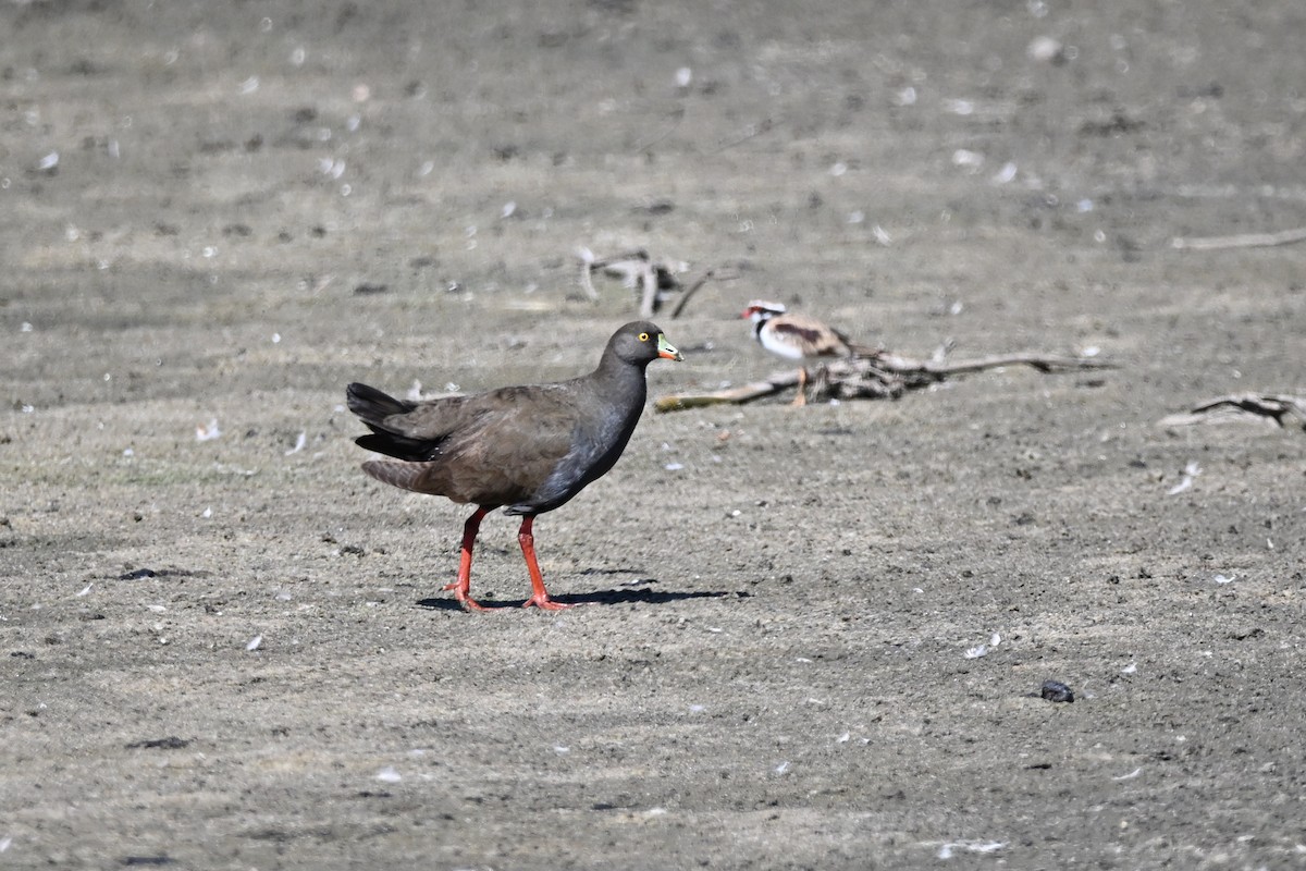 Black-tailed Nativehen - ML613259948