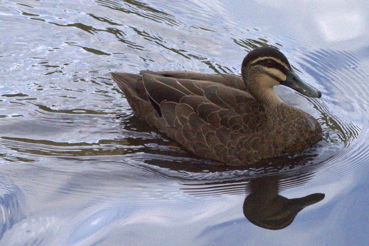 Pacific Black Duck - ML613259993