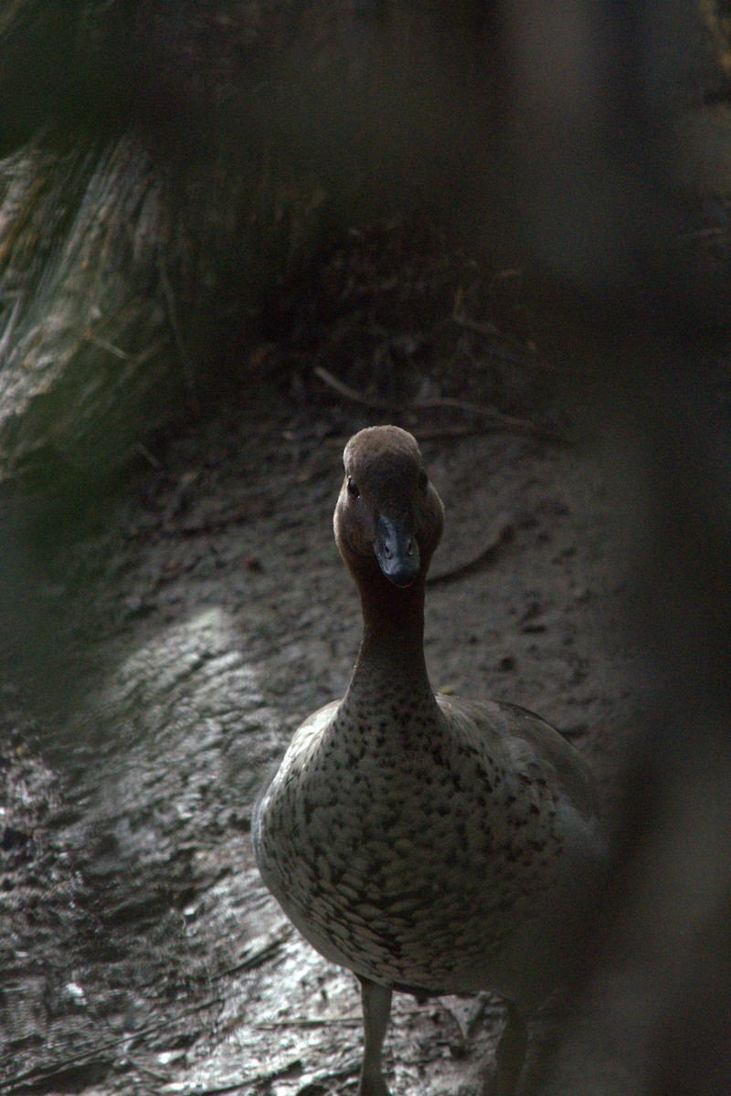 Canard à crinière - ML613259994