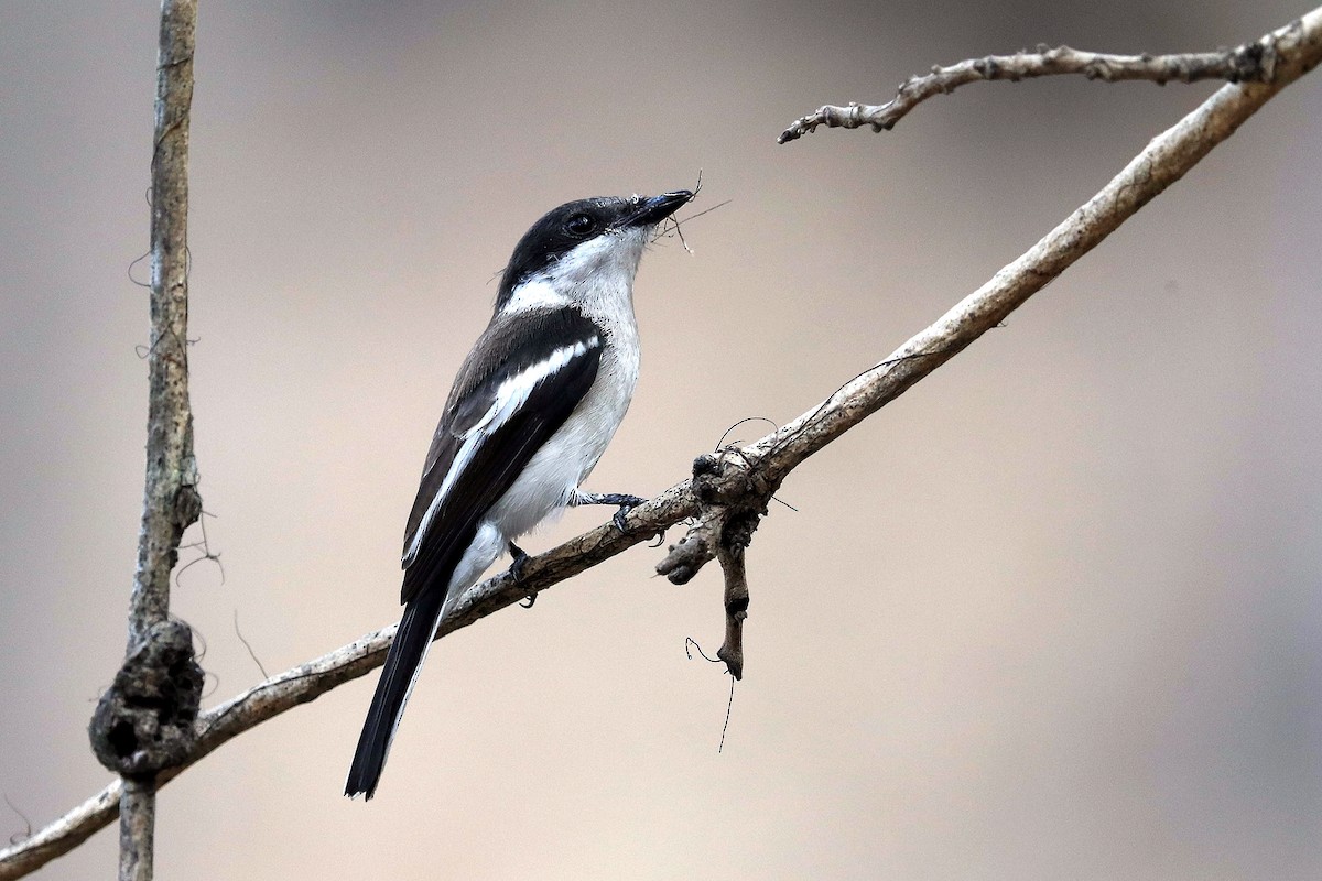 Bar-winged Flycatcher-shrike - 独行虾 Bird.soong