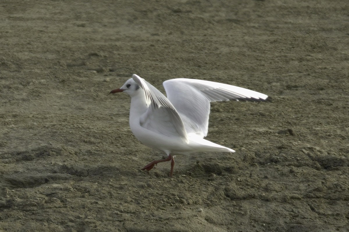 Mouette rieuse - ML613260072