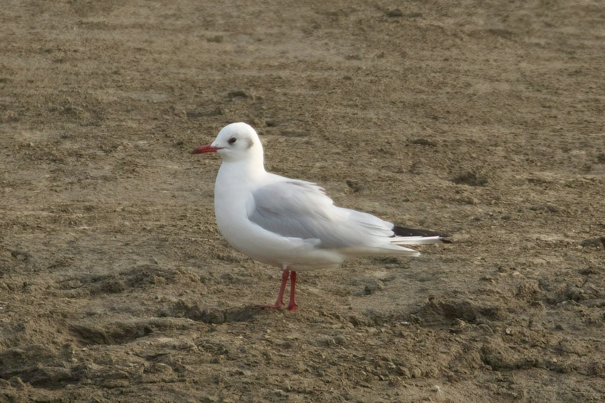 Mouette rieuse - ML613260073