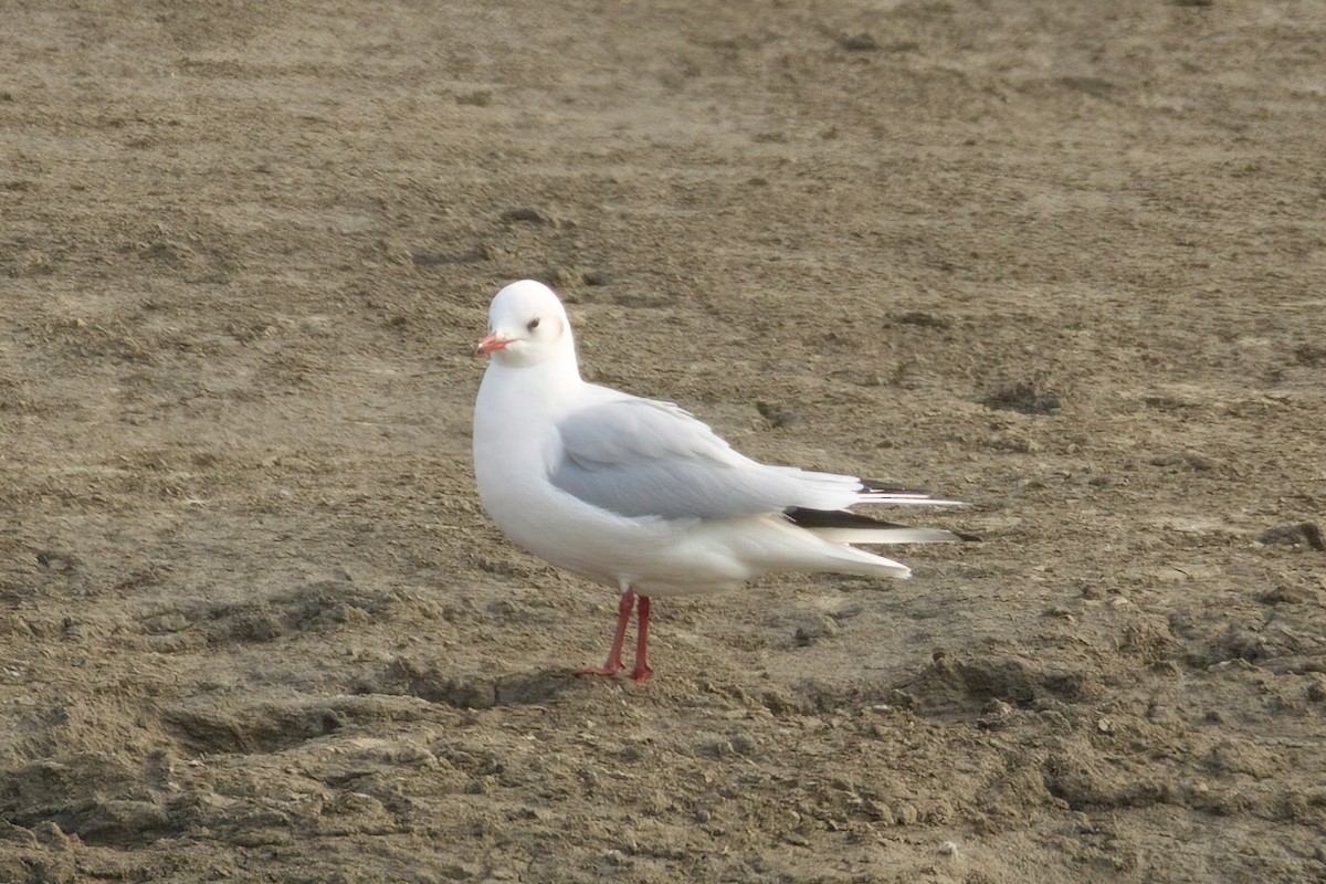 Mouette rieuse - ML613260075