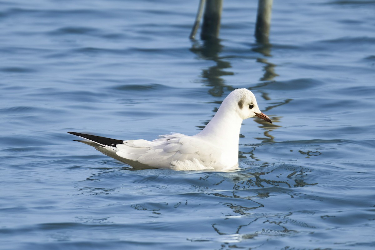 Mouette rieuse - ML613260077