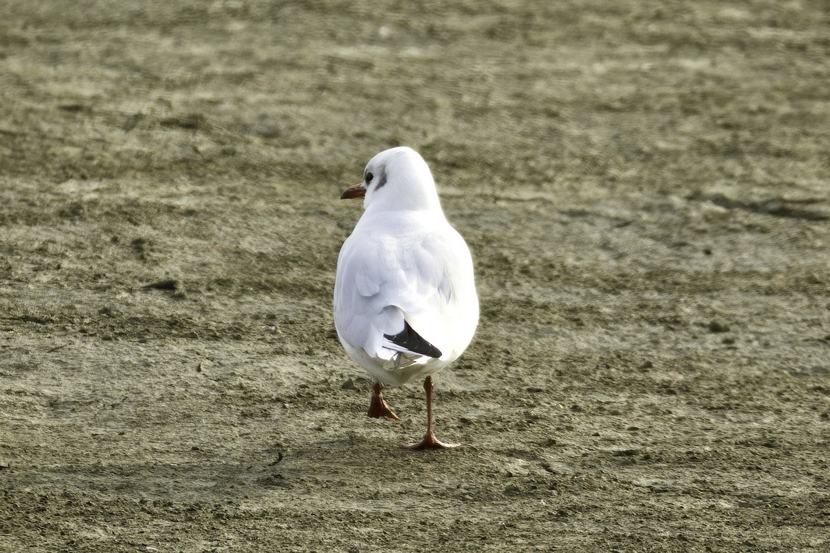 Black-headed Gull - Wenze Gu