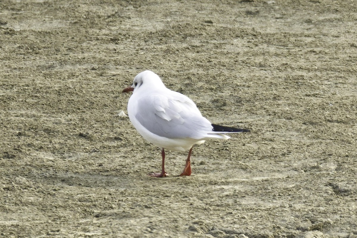 Mouette rieuse - ML613260079