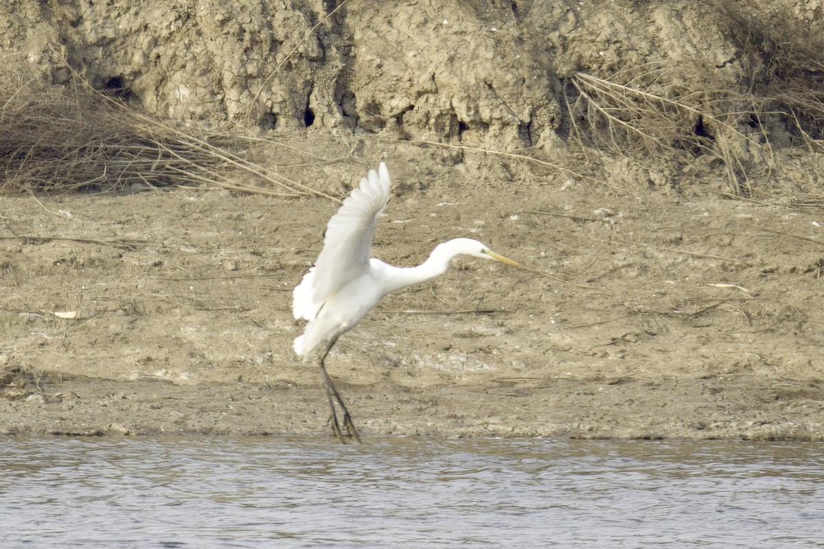 Great Egret - ML613260103