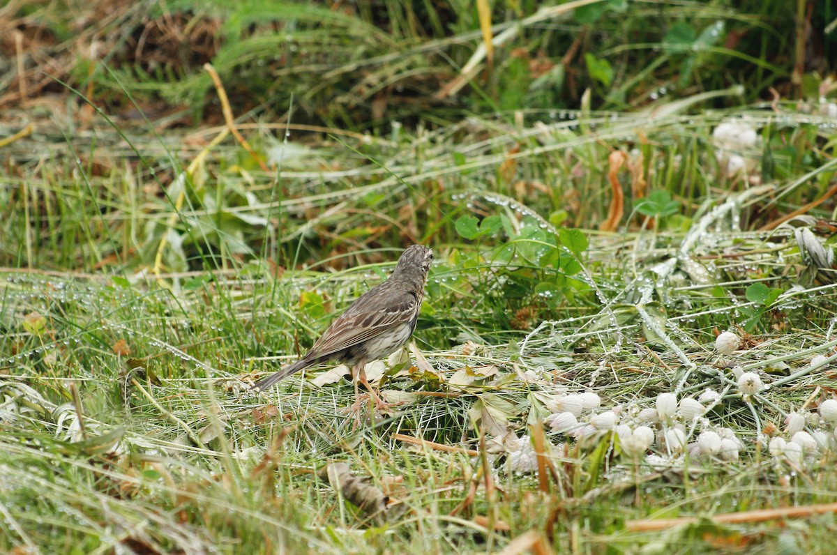 Olive-backed Pipit - Vera Potopaeva