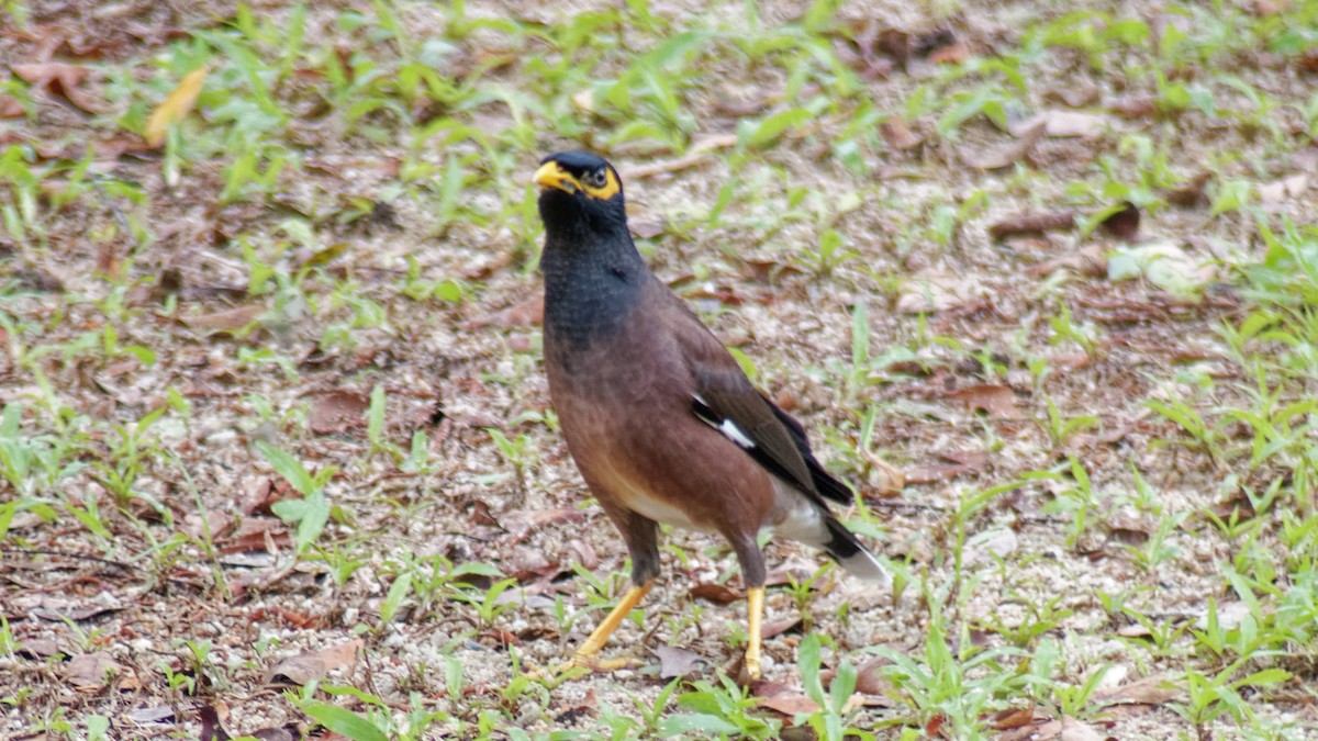 Common Myna - ML613260181