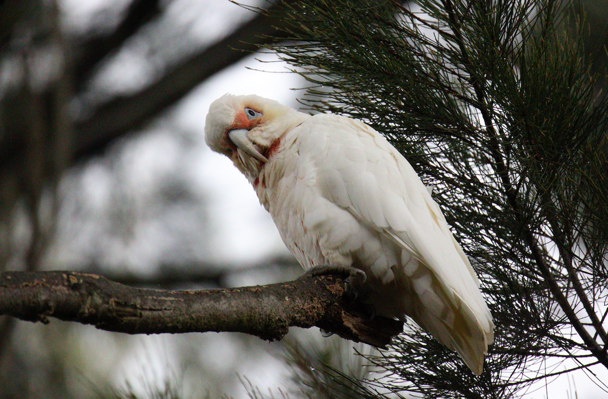 Long-billed Corella - N Froelich