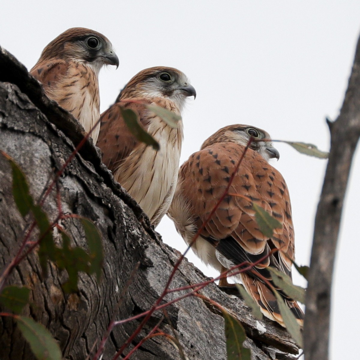 Nankeen Kestrel - ML613260195