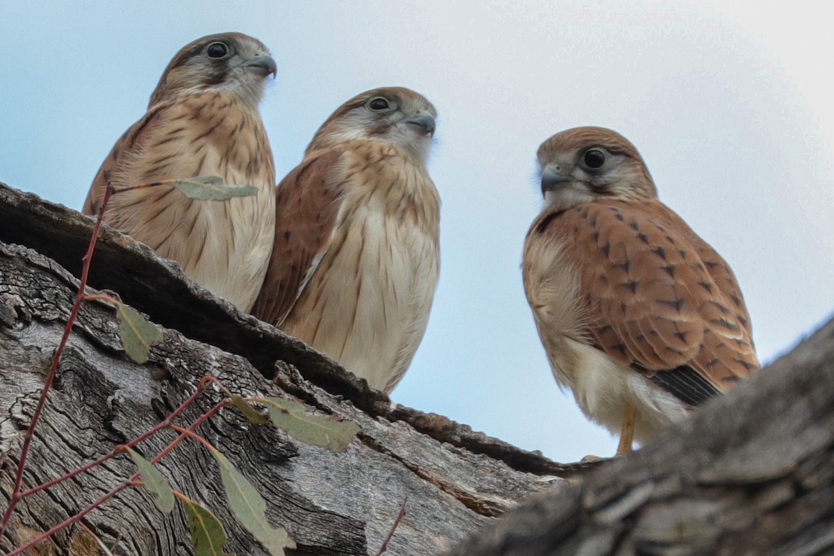 Nankeen Kestrel - ML613260196