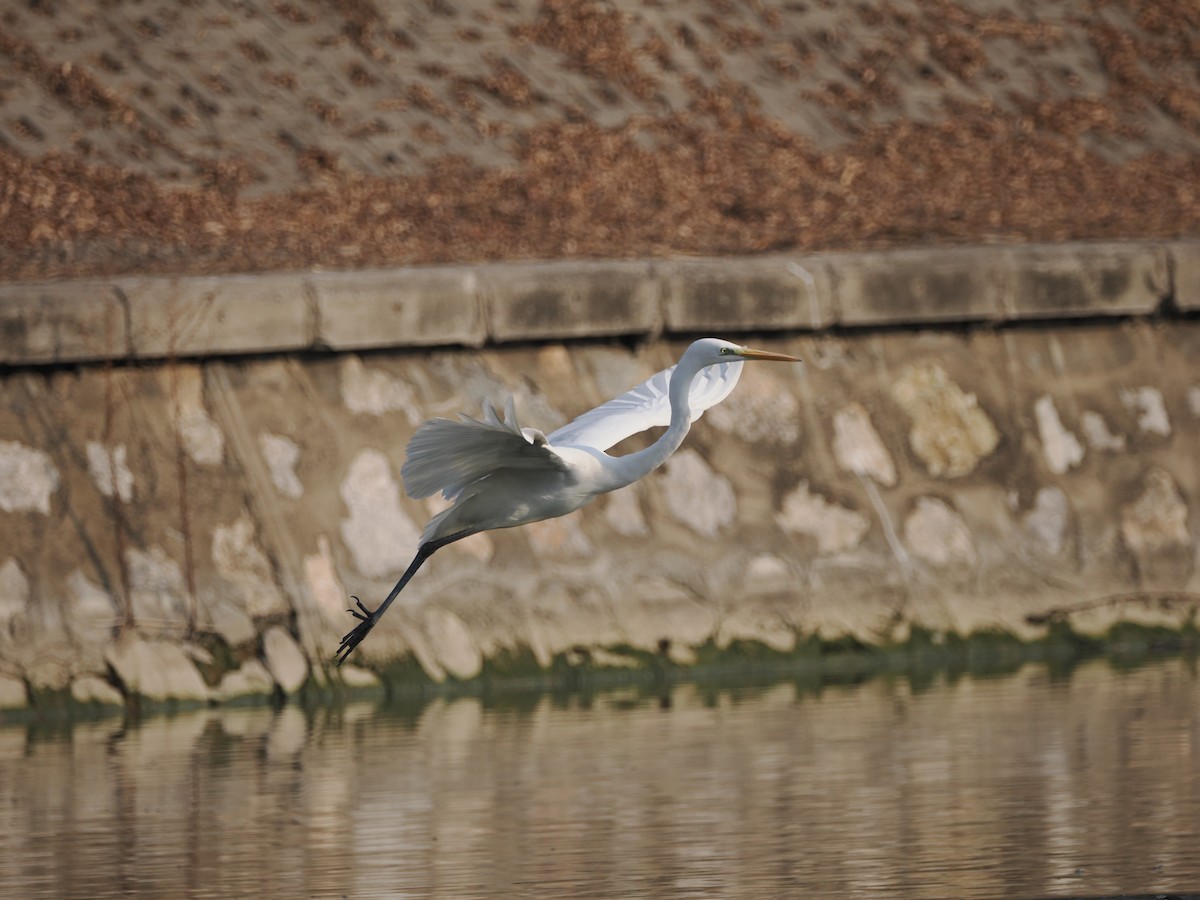 Great Egret - ML613260199