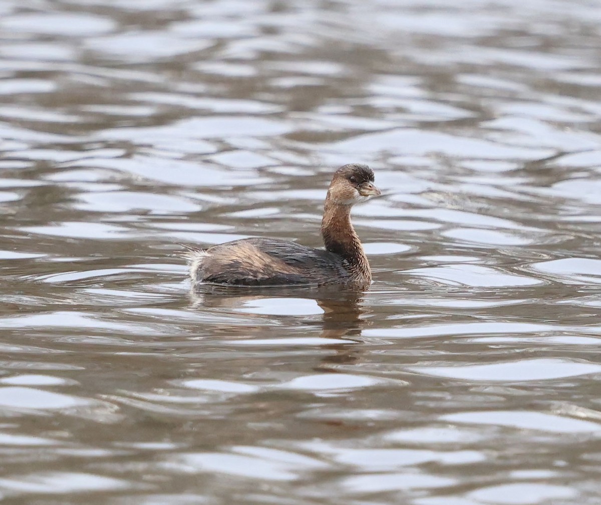 Pied-billed Grebe - ML613260219