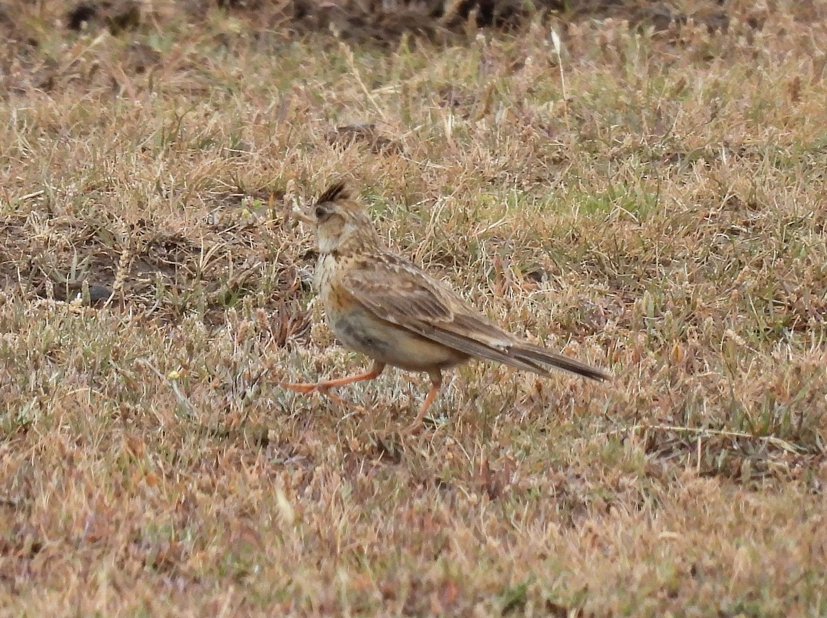 Eurasian Skylark - ML613260224