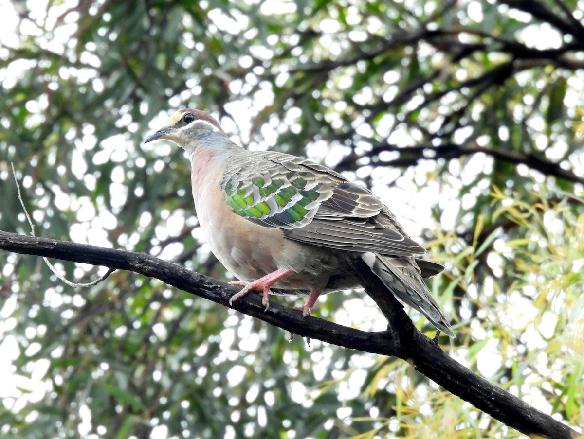 Common Bronzewing - ML613260237