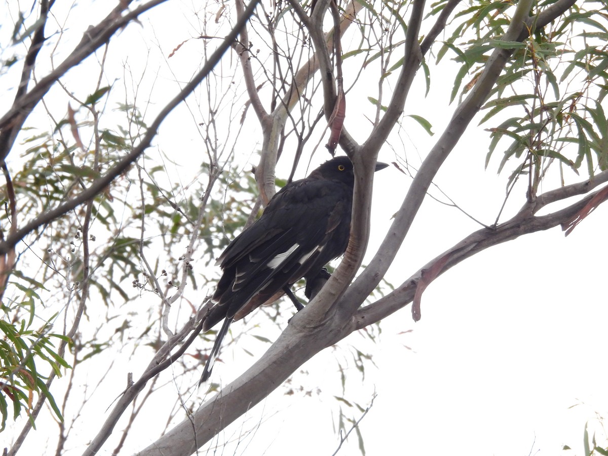 Gray Currawong - ML613260243