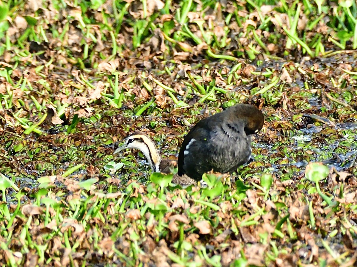 Eurasian Moorhen - ML613260250