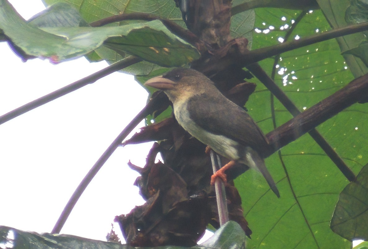 Barbudo Pardo de Malasia - ML613260252