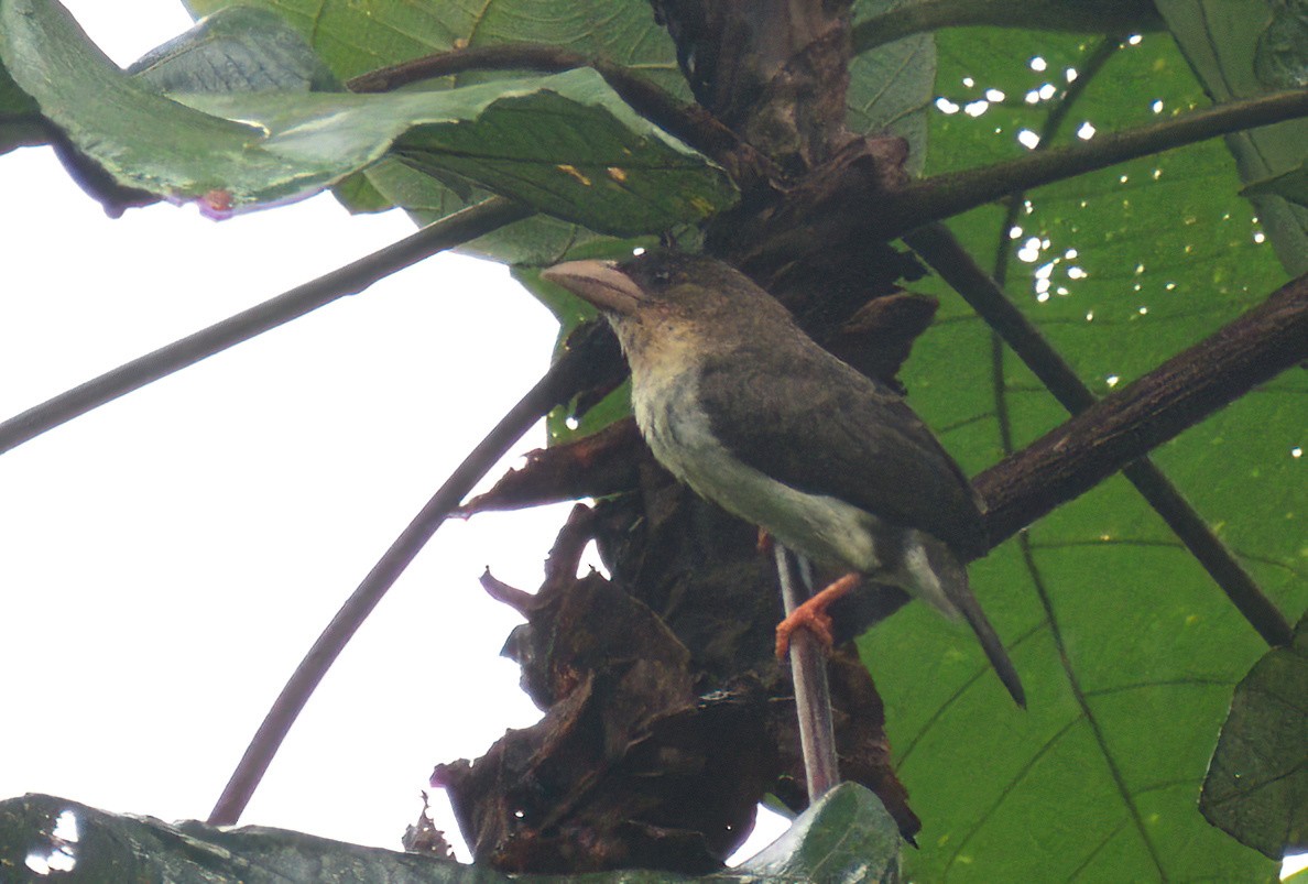 Barbudo Pardo de Malasia - ML613260253