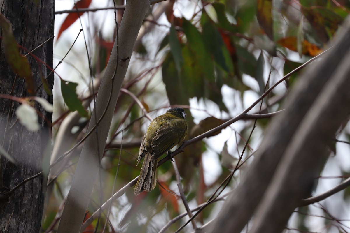 White-eared Honeyeater - ML613260261