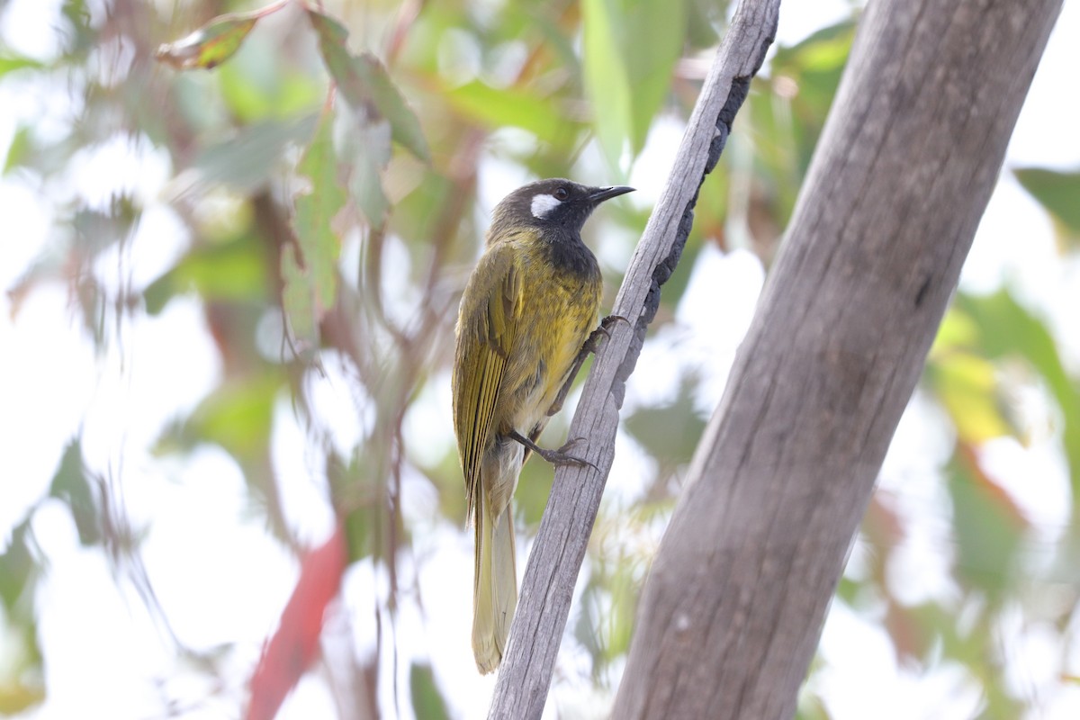 White-eared Honeyeater - ML613260262