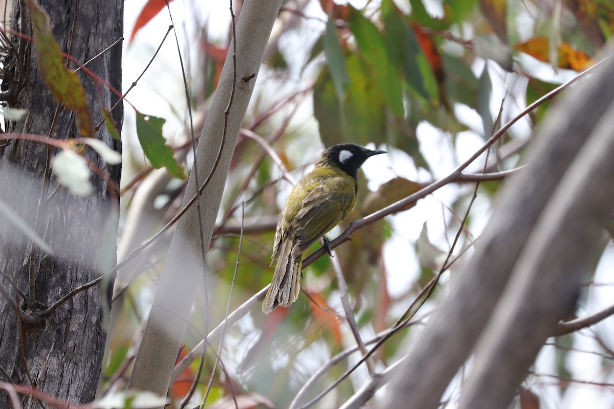 White-eared Honeyeater - ML613260264