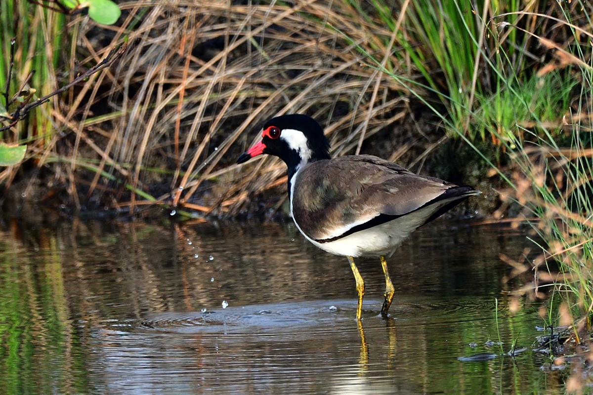 Red-wattled Lapwing - ML613260283