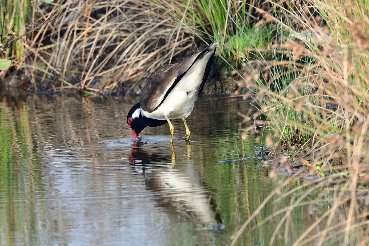 Red-wattled Lapwing - ML613260284