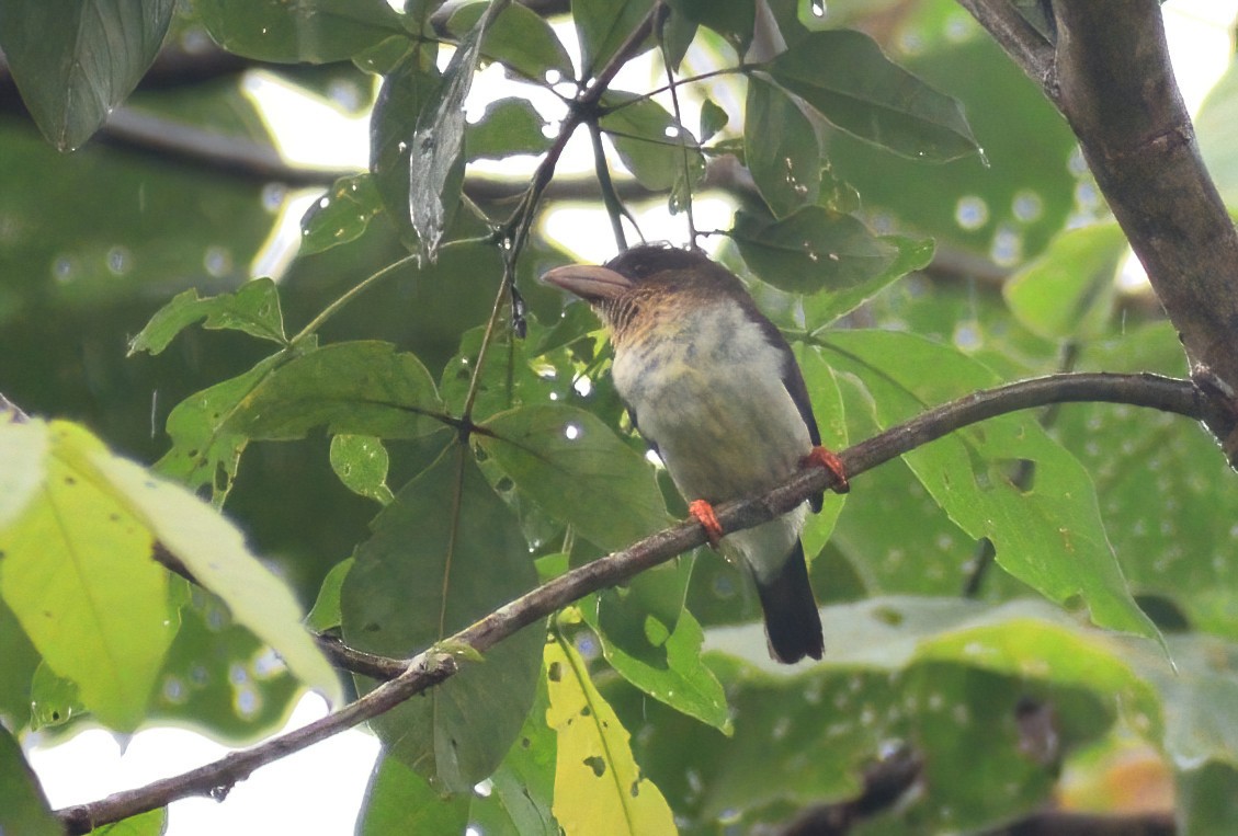 Sooty Barbet - ML613260296