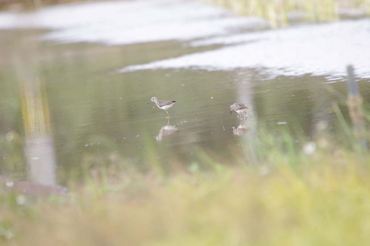 Wood Sandpiper - Jayhyun Seo