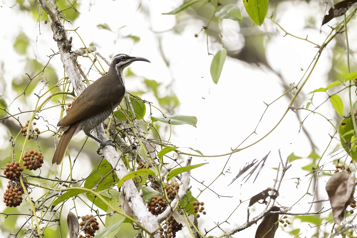 Magnificent Riflebird - ML613260342