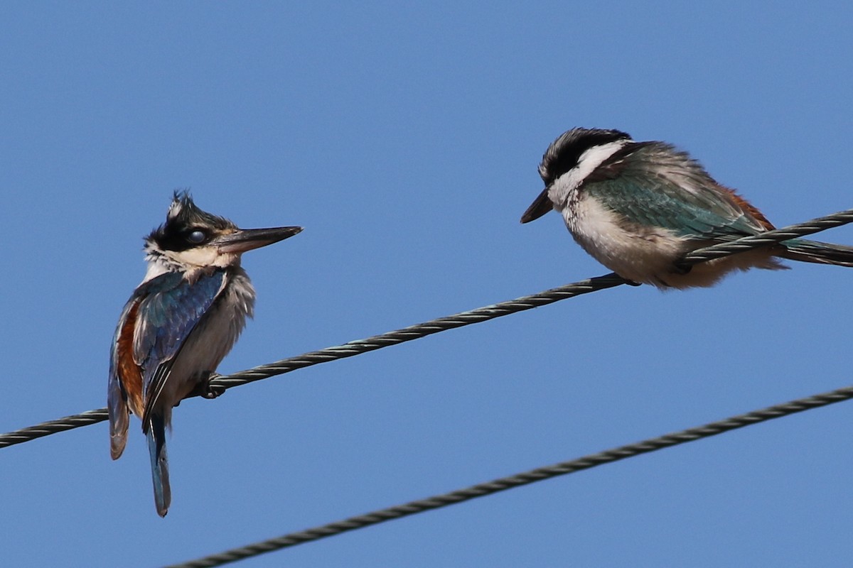 Red-backed Kingfisher - ML613260395