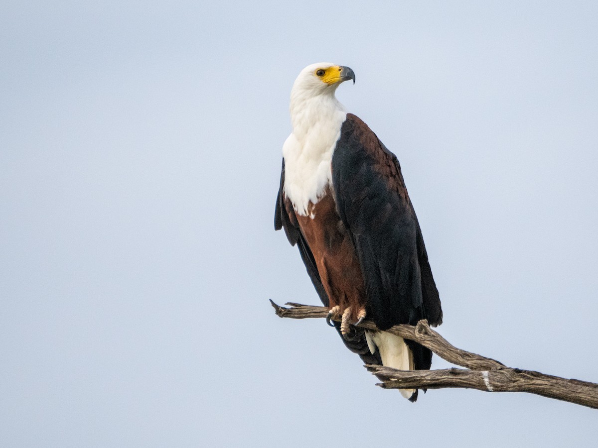 African Fish-Eagle - ML613260396