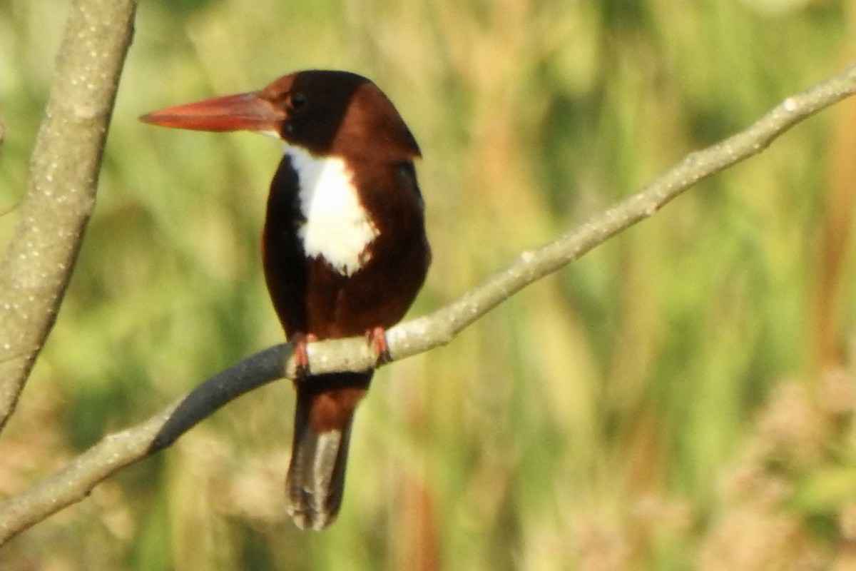 White-throated Kingfisher - ML613260466