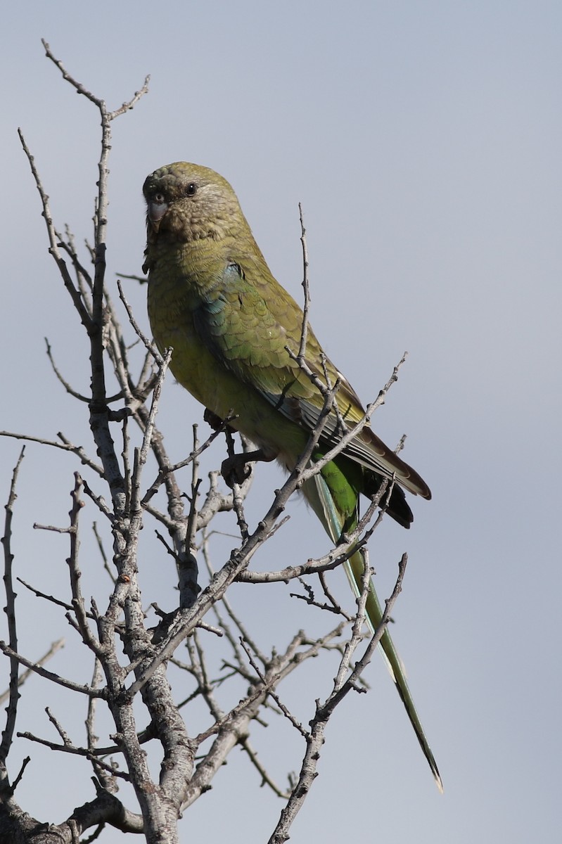 Red-rumped Parrot - ML613260469