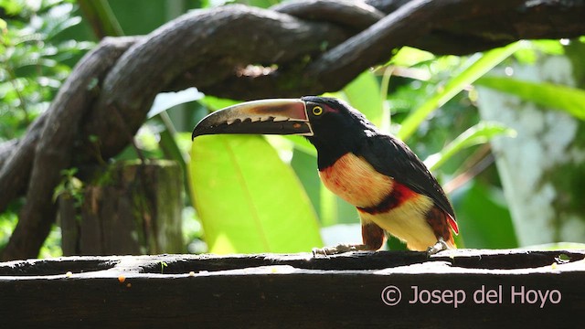 Collared Aracari - ML613260578