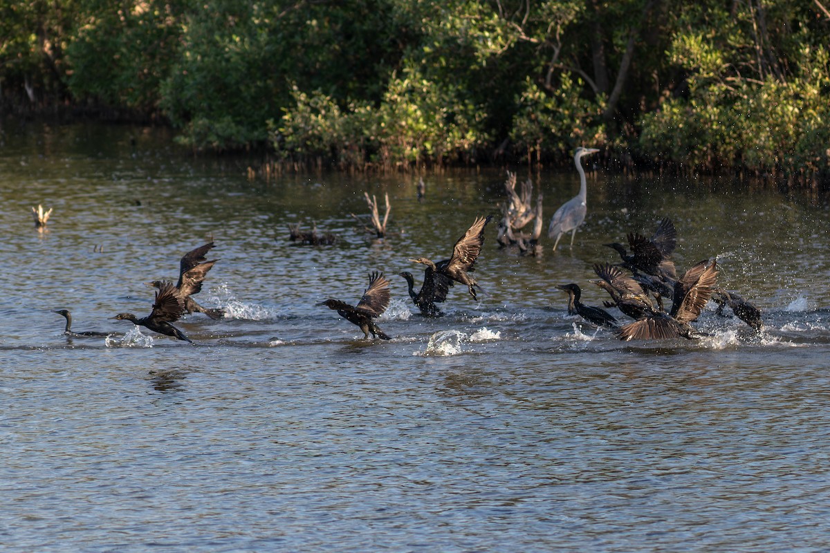 Indian Cormorant - ML613260609