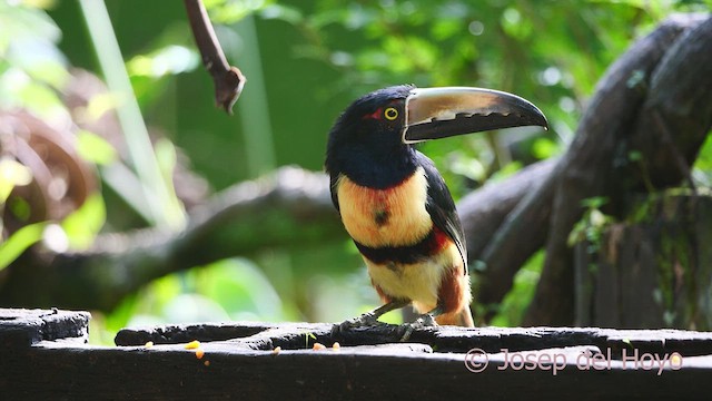 Collared Aracari - ML613260624