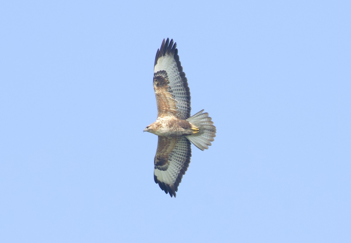 Long-legged Buzzard - ML613260655