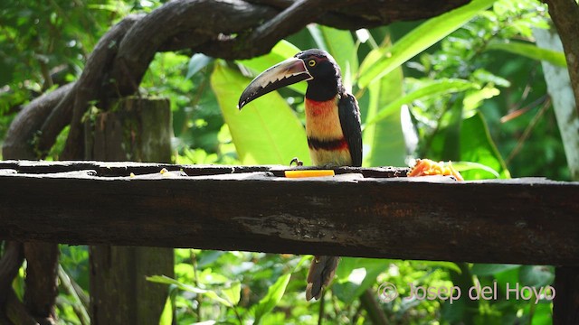 Collared Aracari - ML613260669