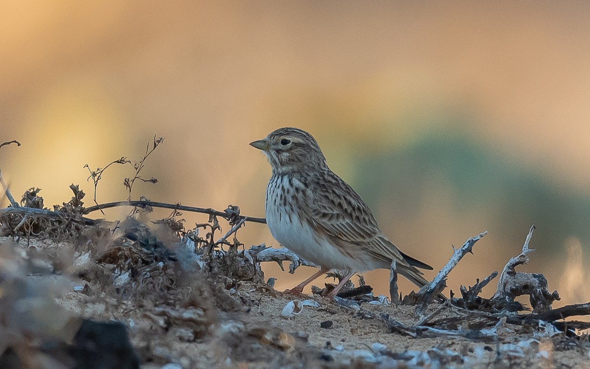 Mediterranean Short-toed Lark - ML613260679