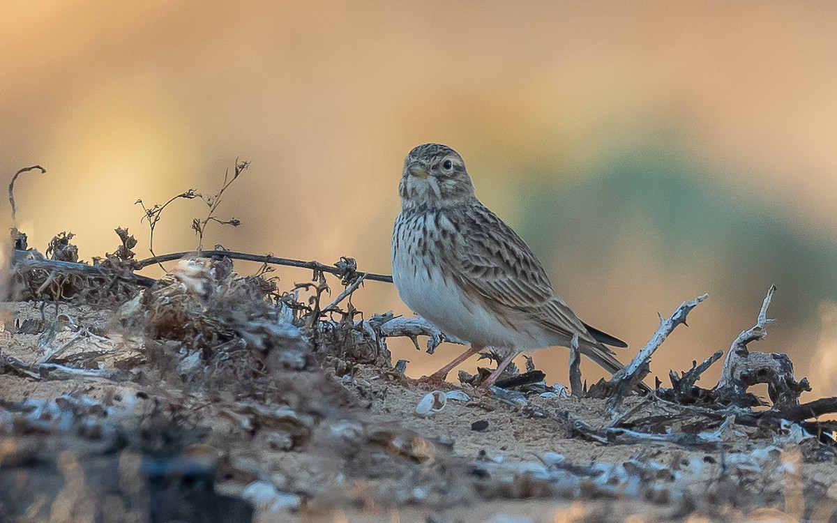 Mediterranean Short-toed Lark - ML613260680