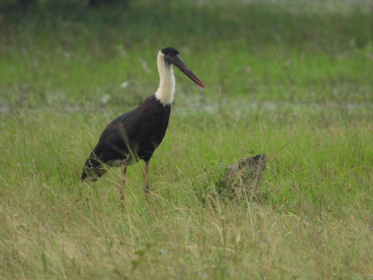 Cigogne épiscopale - ML613260719