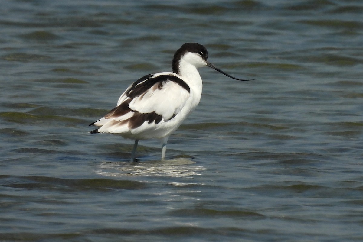 Avocette élégante - ML613260745