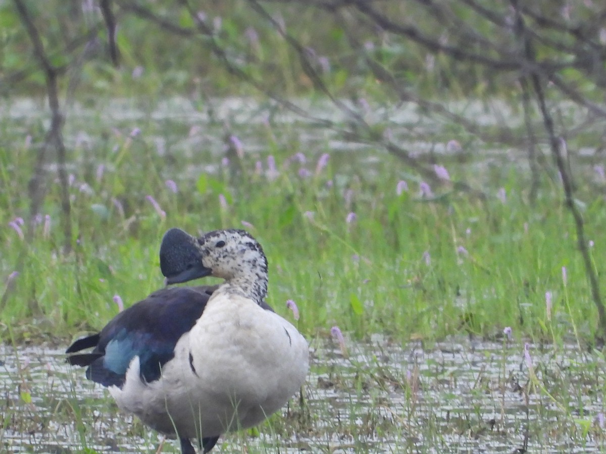 Canard à bosse - ML613260806