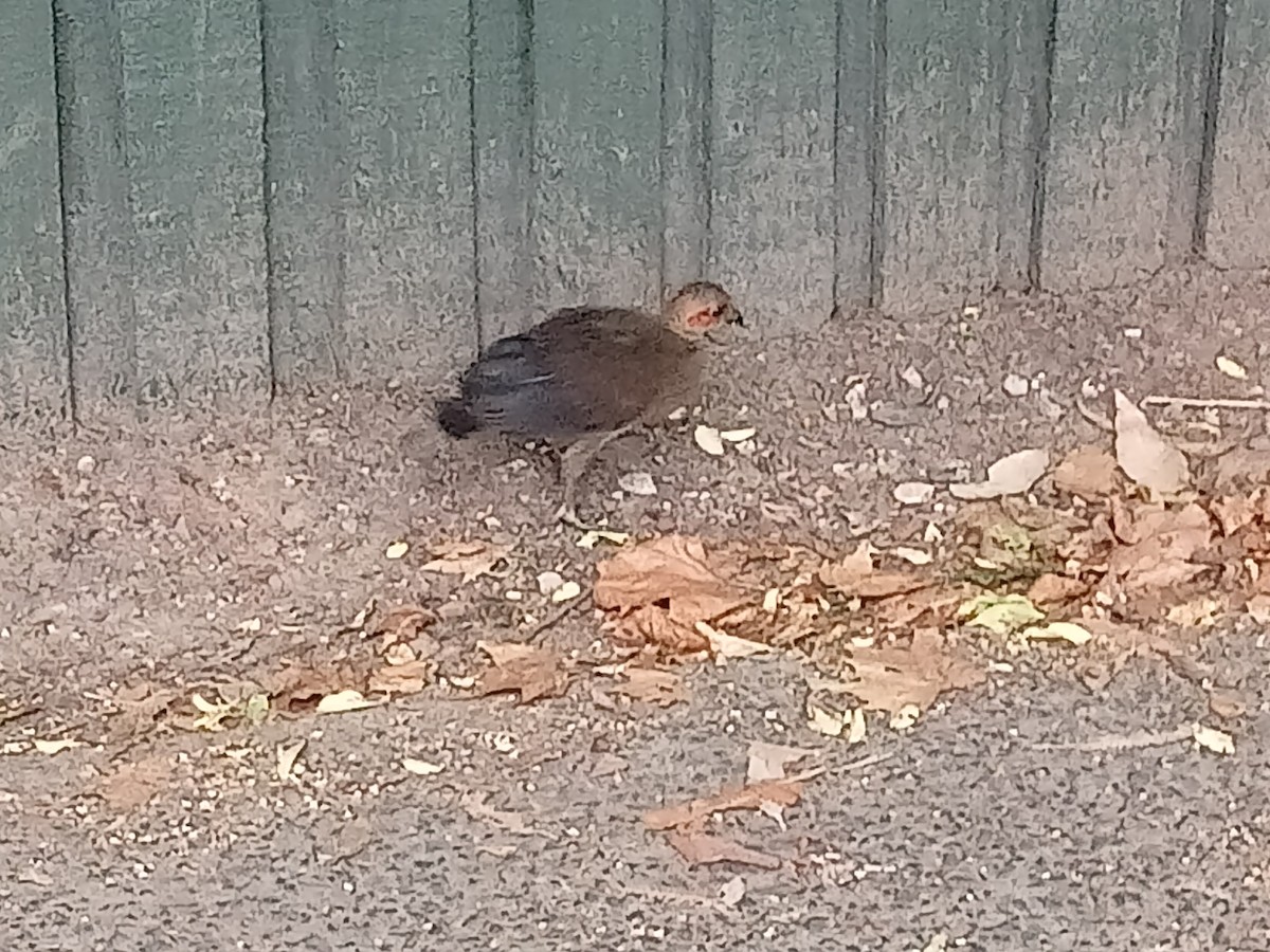 Australian Brushturkey - ML613260872