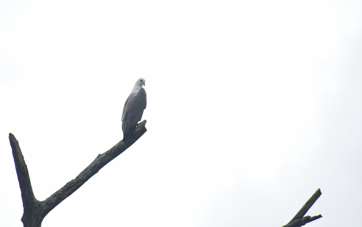 White-bellied Sea-Eagle - ML613260875