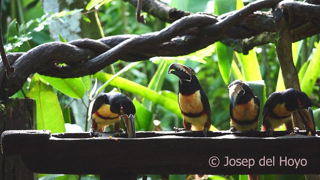 Collared Aracari - ML613260904