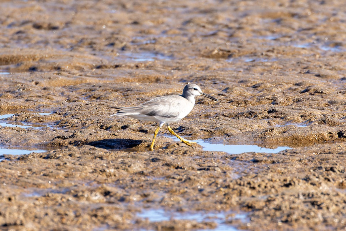 Gray-tailed Tattler - ML613260943